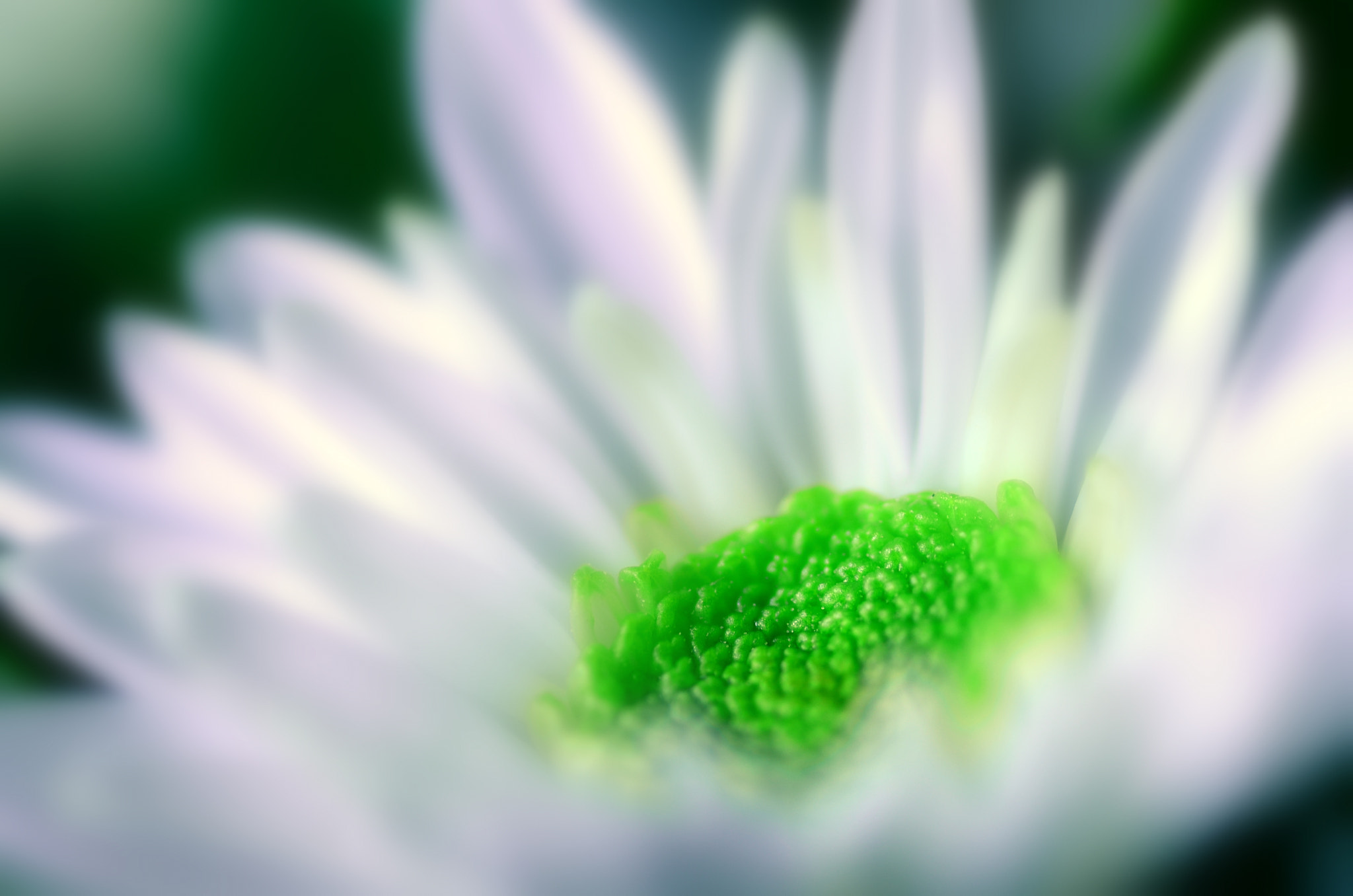 Nikon D5100 sample photo. Bokeh flower photography