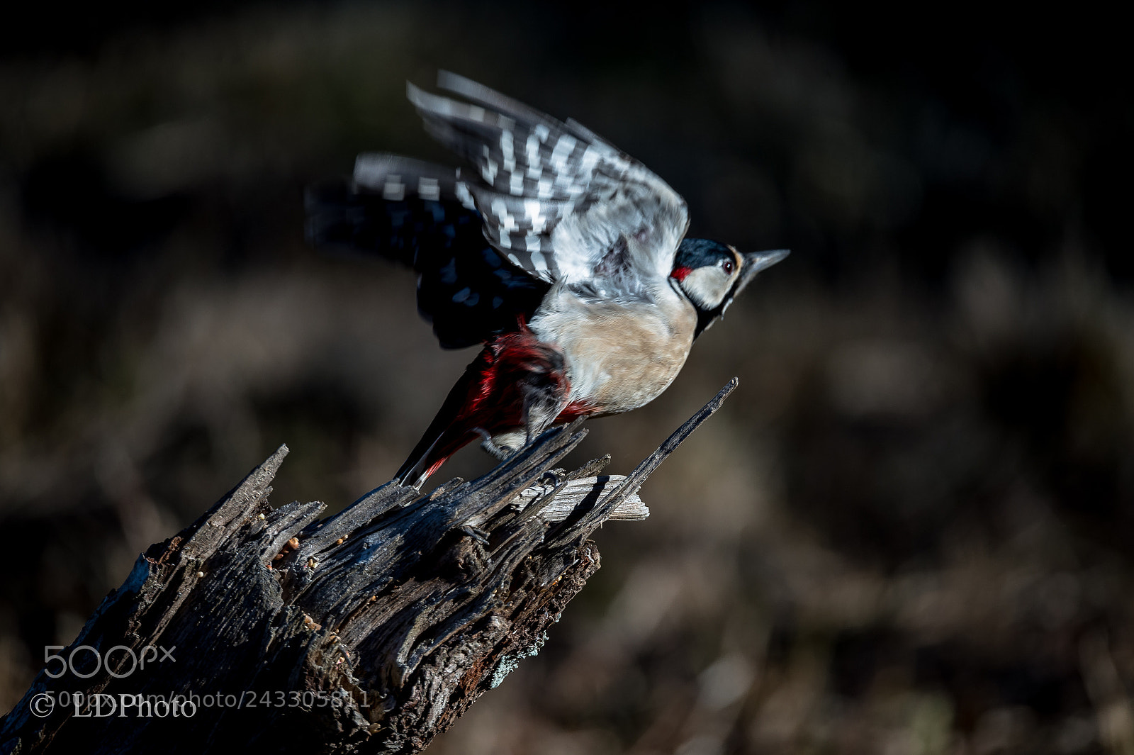 Nikon D4 sample photo. Red woodpecker photography