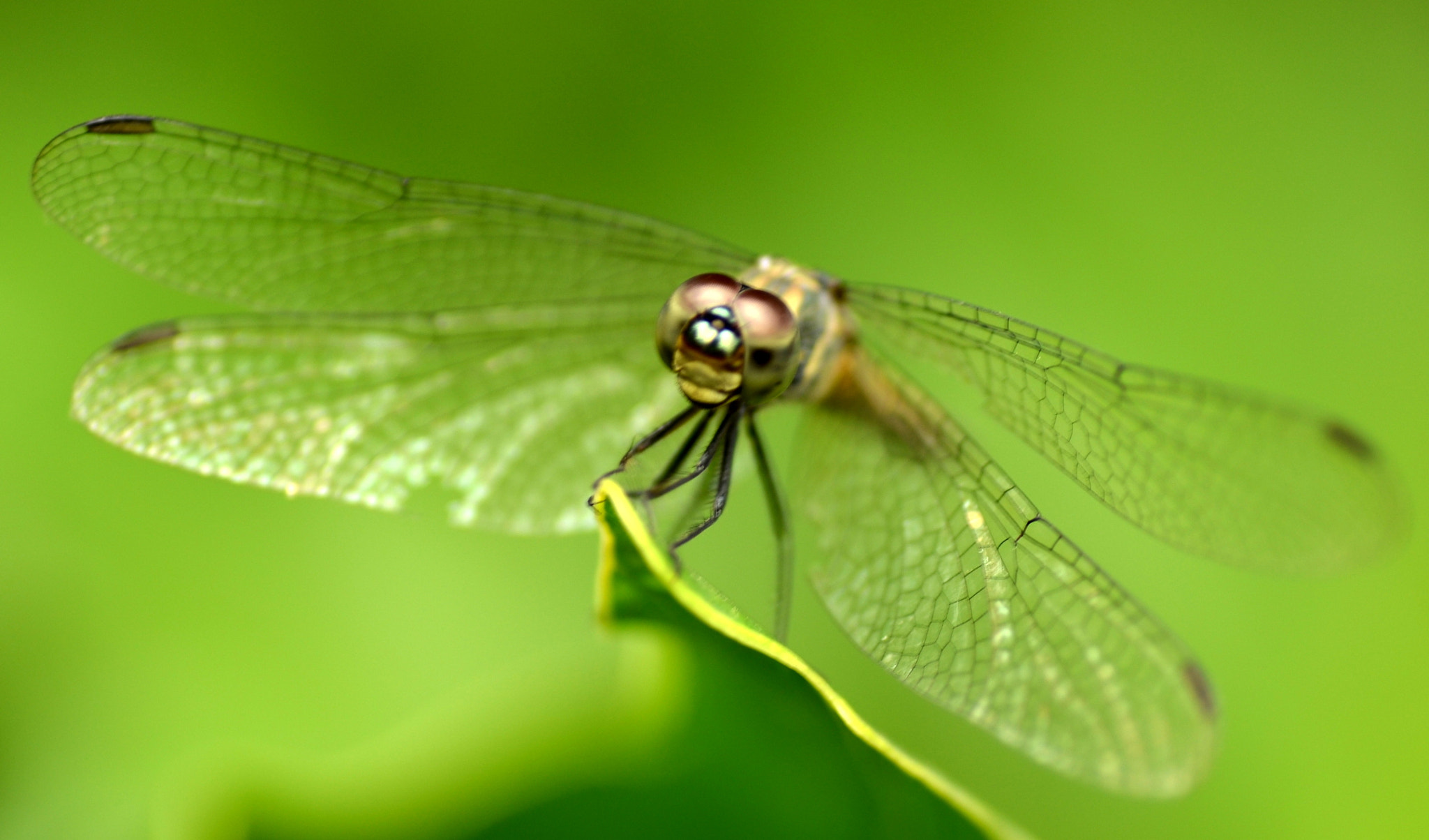 Nikon D5100 sample photo. Dragonfly photography