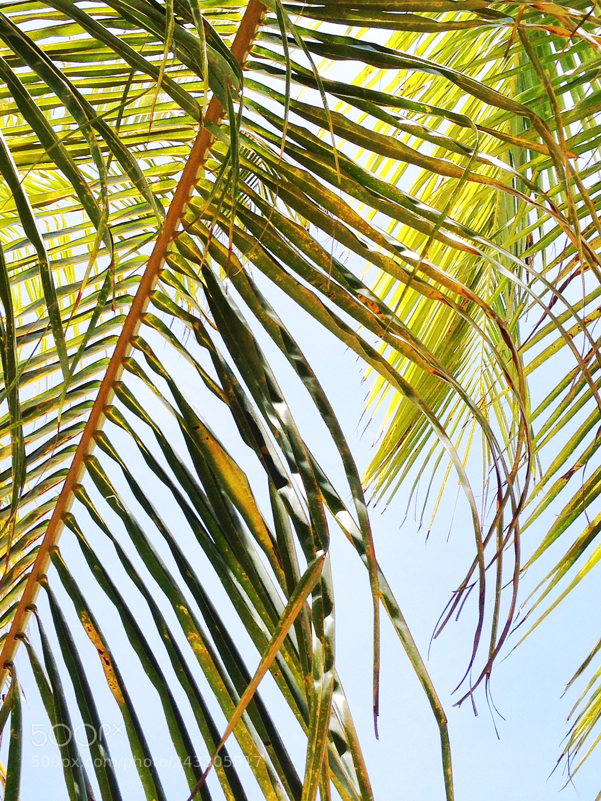 Apple iPhone 5 sample photo. 8•8•13 // aruba photography