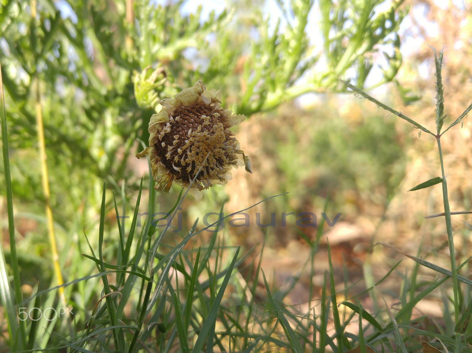 LG H818N sample photo. Sunflower's  tale photography