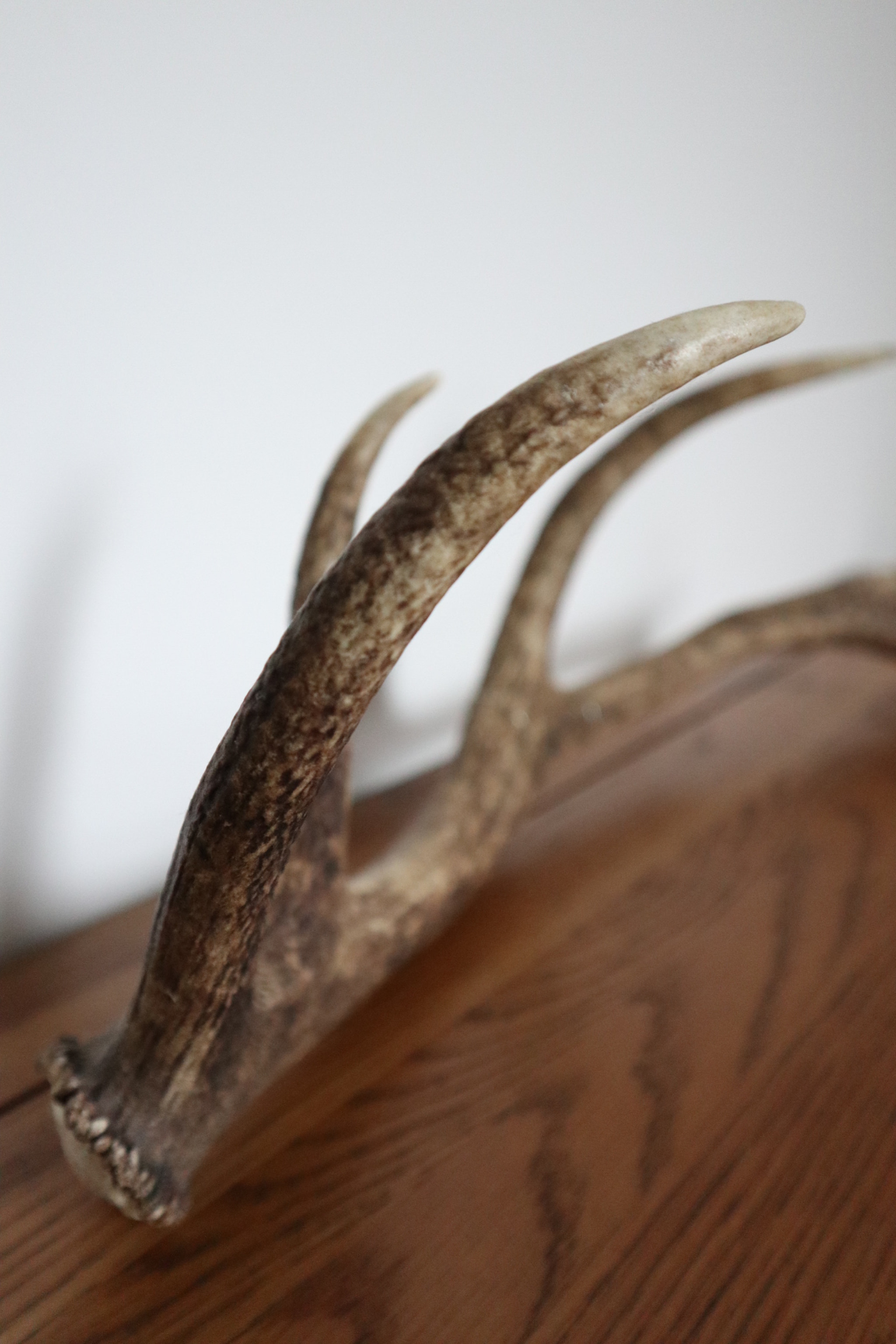 Canon EOS M6 sample photo. Oh deer! photography