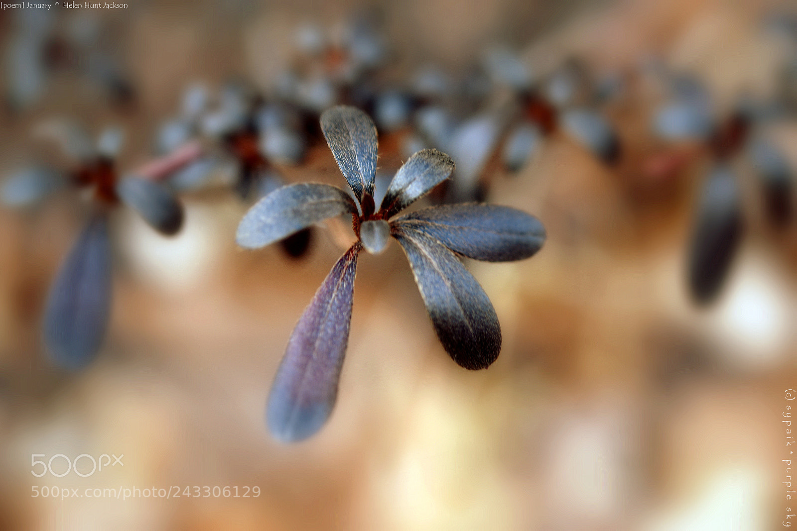 Nikon AF-S Micro-Nikkor 60mm F2.8G ED sample photo. January *** photography