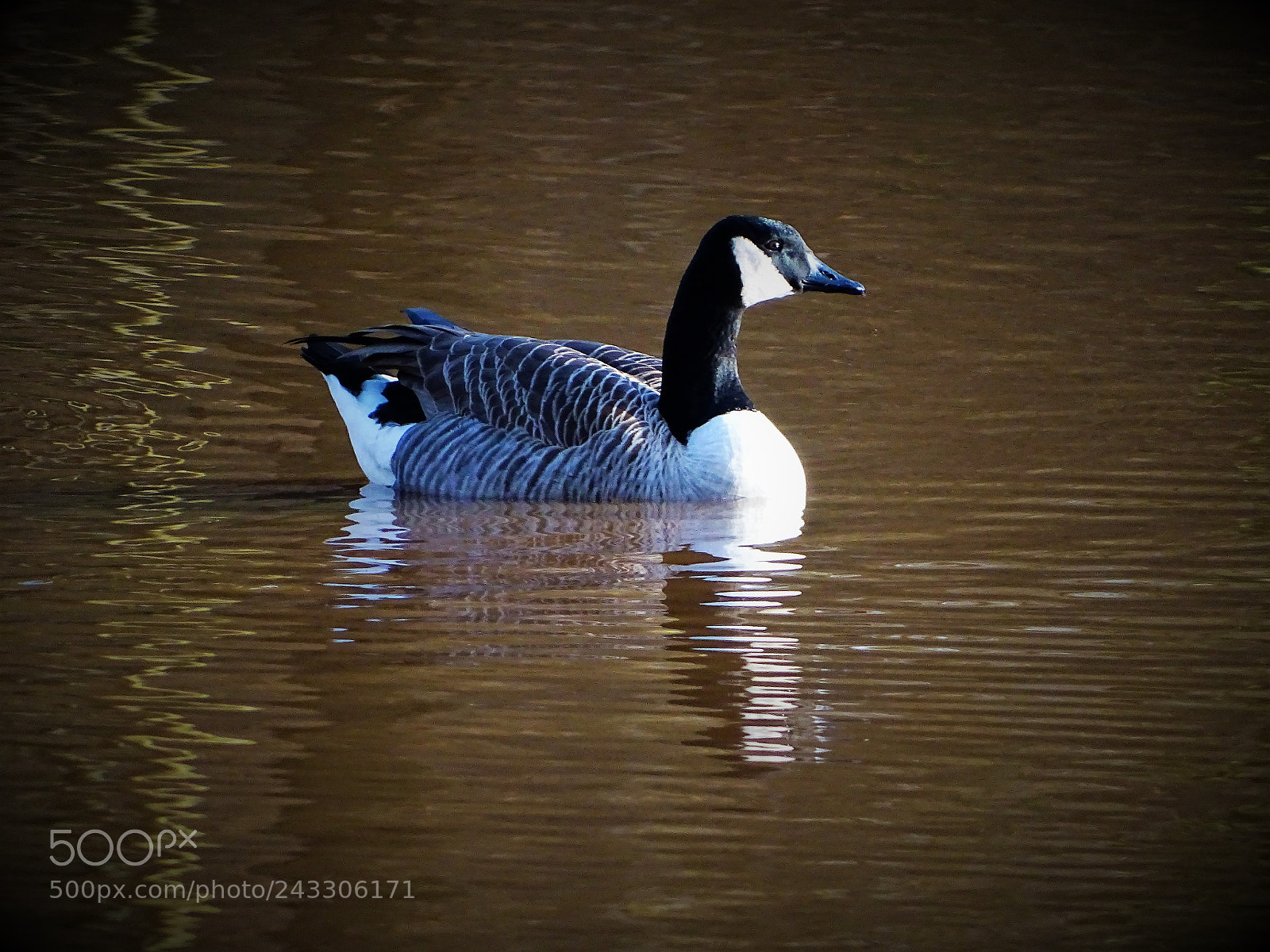 Sony Cyber-shot DSC-HX400V sample photo. Goose photography