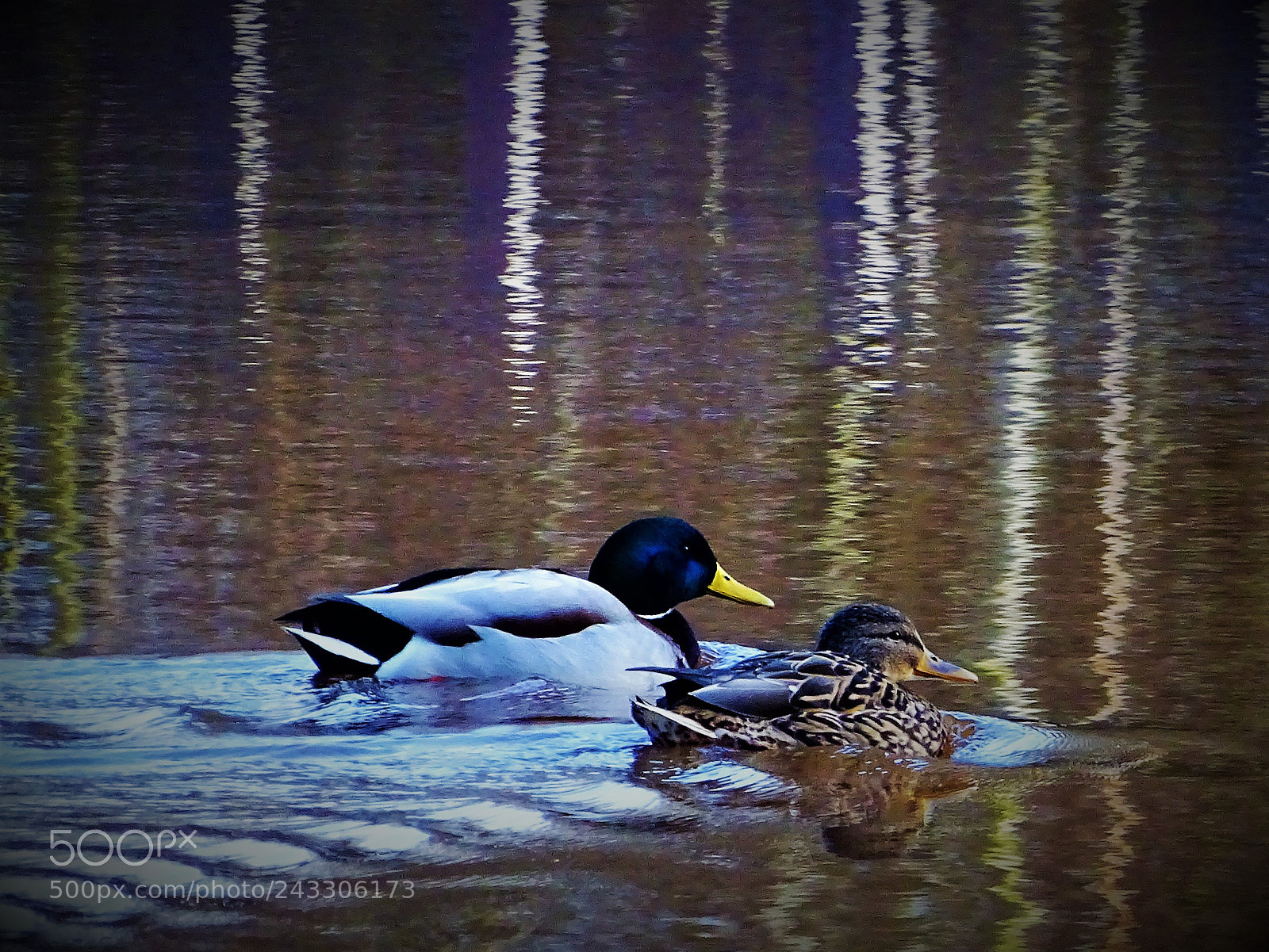 Sony Cyber-shot DSC-HX400V sample photo. Ducks photography