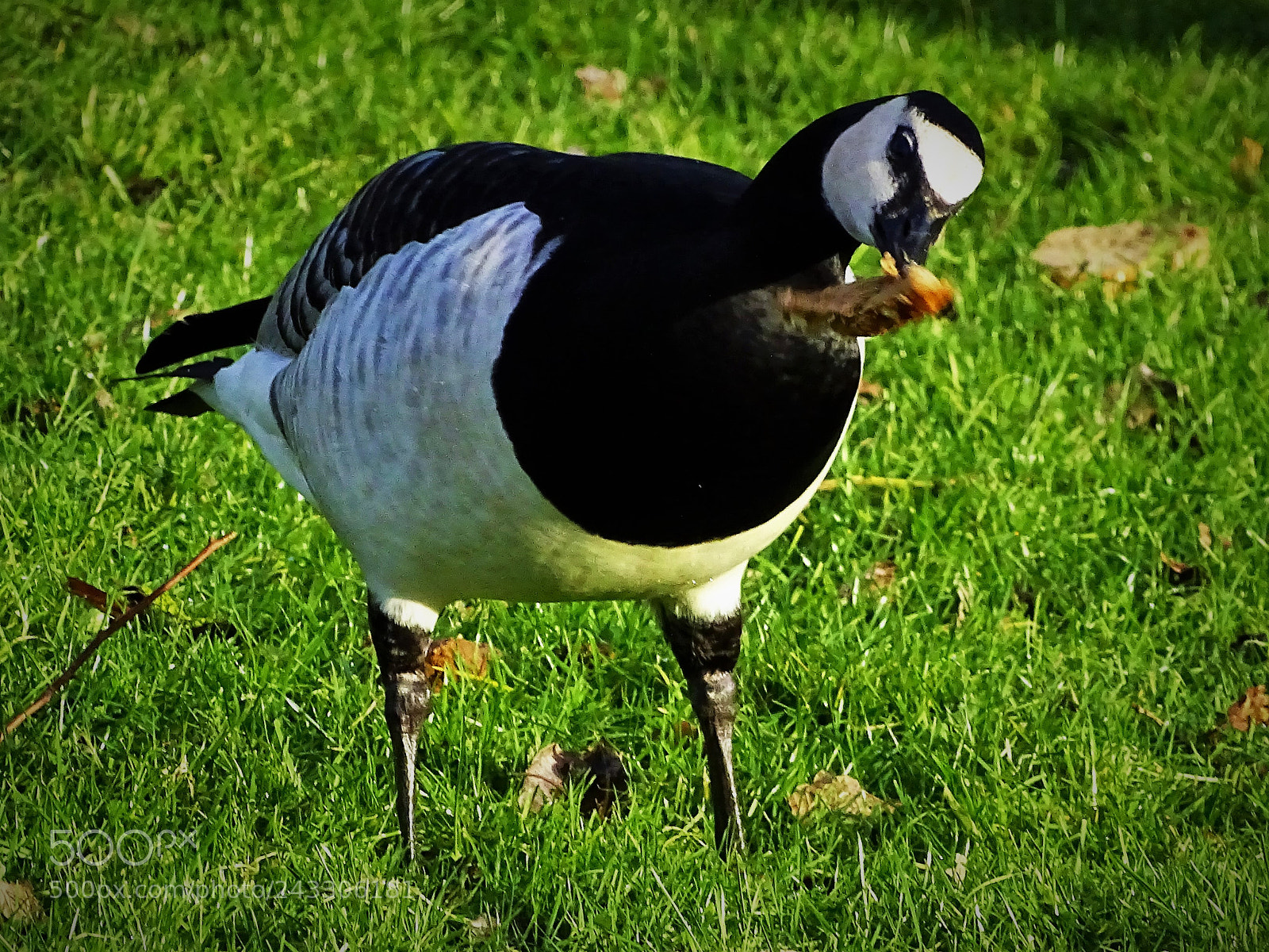 Sony Cyber-shot DSC-HX400V sample photo. Snow goose photography