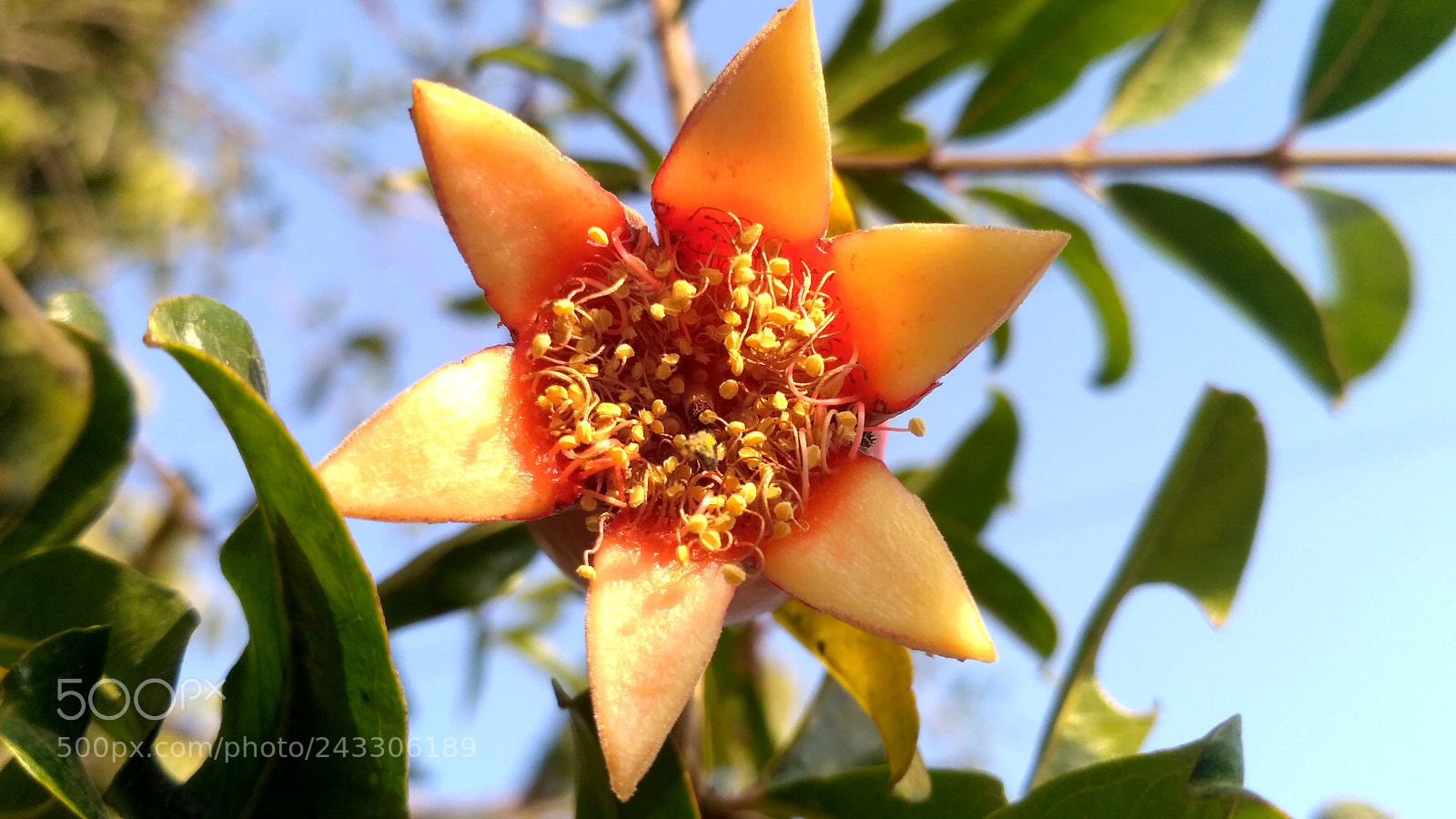 Xiaomi Redmi 3S sample photo. Pomegranate flower photography