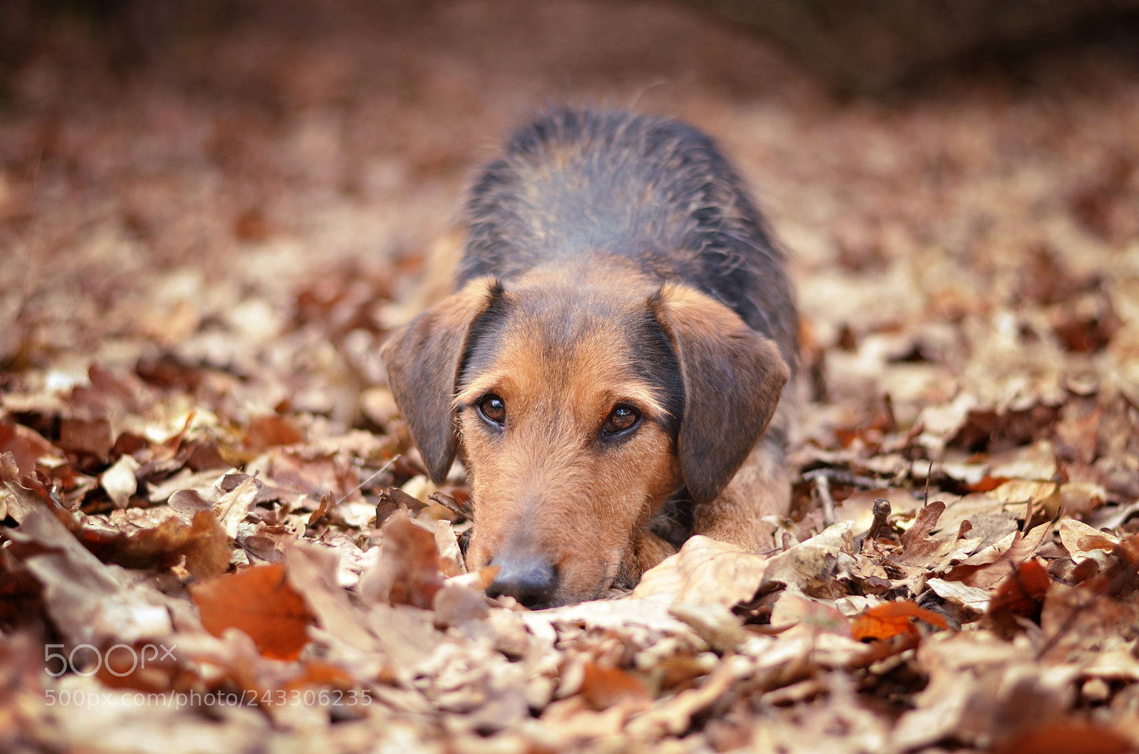 Nikon D5100 sample photo. Frodo photography
