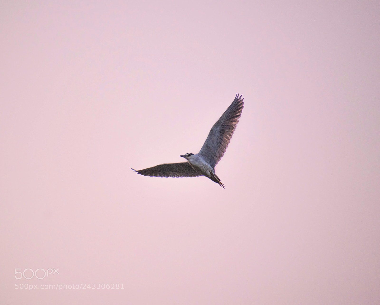 Nikon D5600 sample photo. Bird in flight... photography
