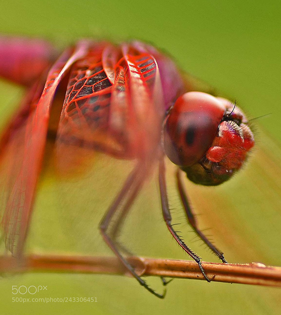 Nikon D5100 sample photo. Heres looking at you photography