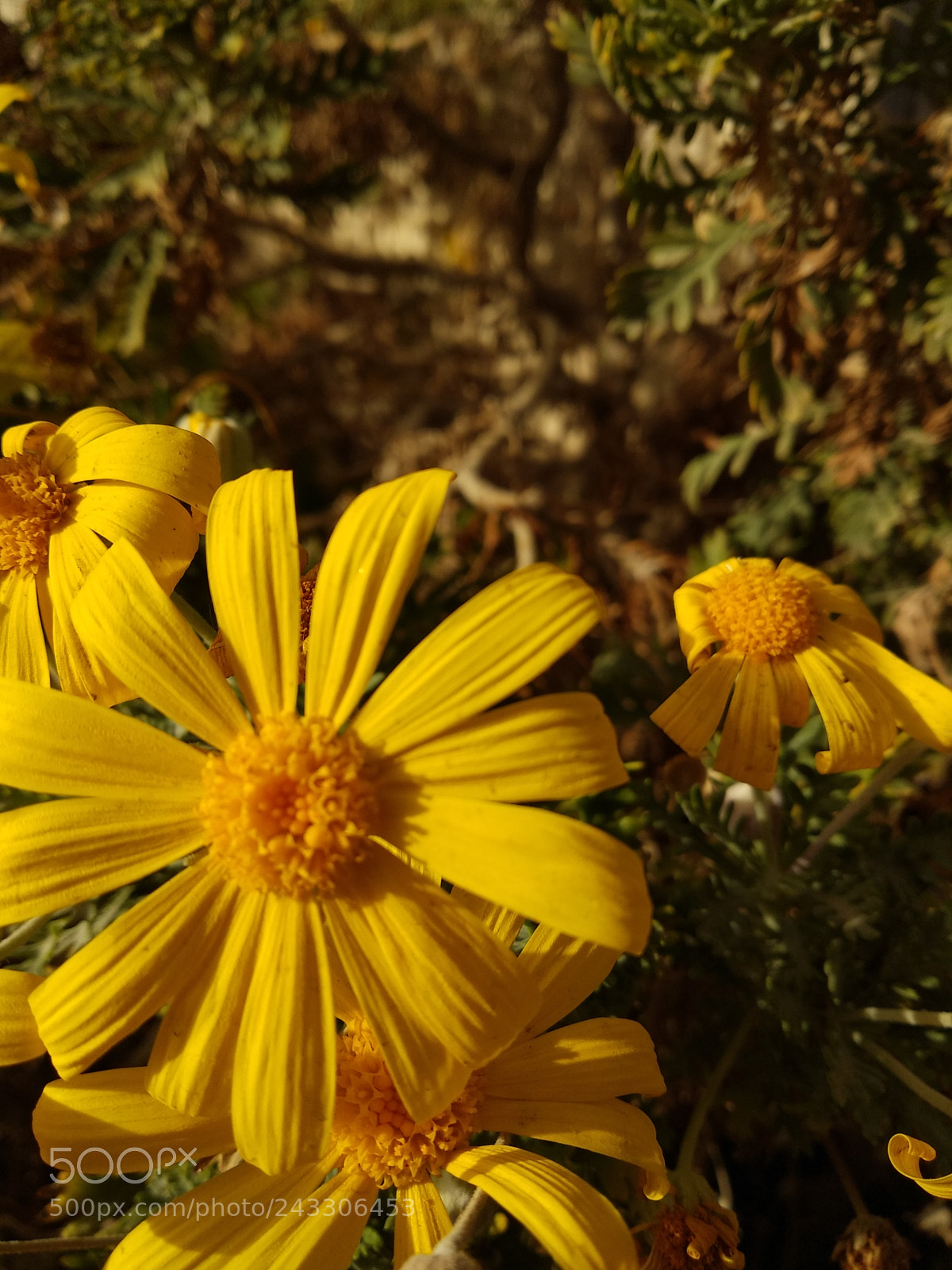 Xiaomi Mi A1 sample photo. Sunflower photography