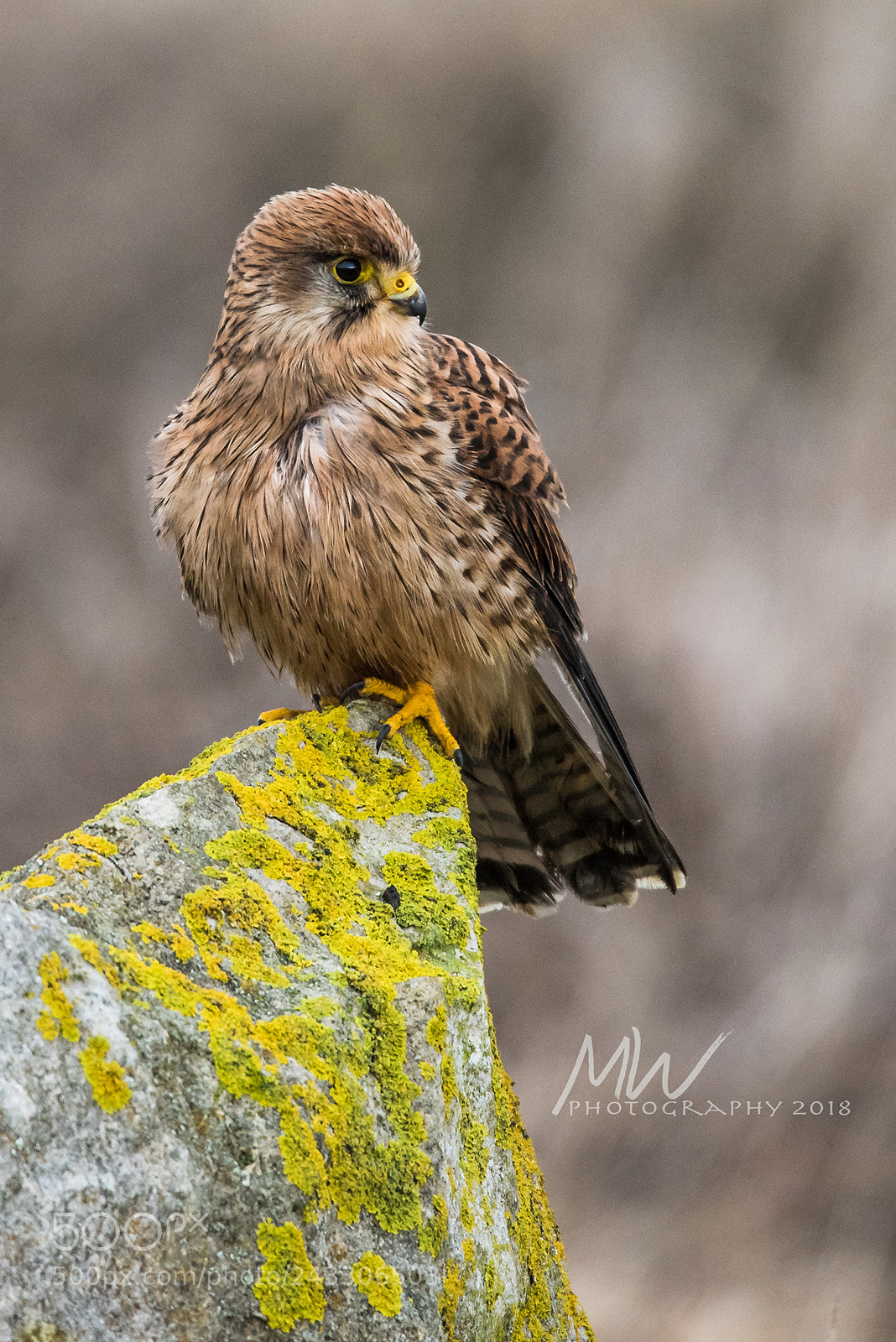 Nikon D810 sample photo. Contemplation photography