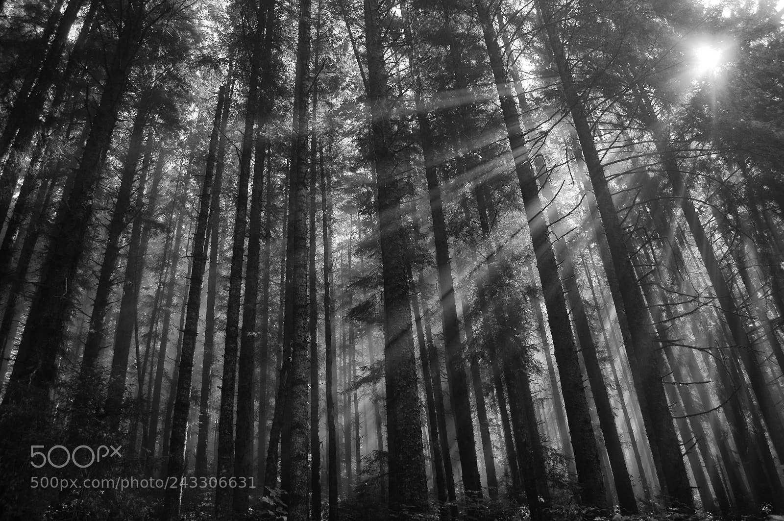 Nikon D5000 sample photo. Redwood sunbeams photography