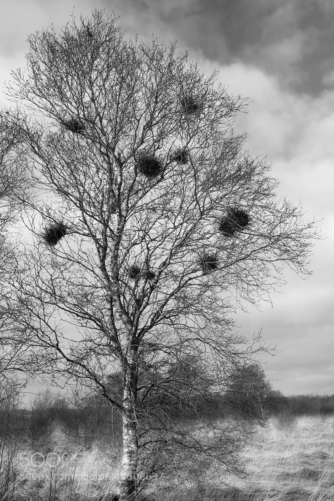 Fujifilm X-Pro2 sample photo. The tree photography
