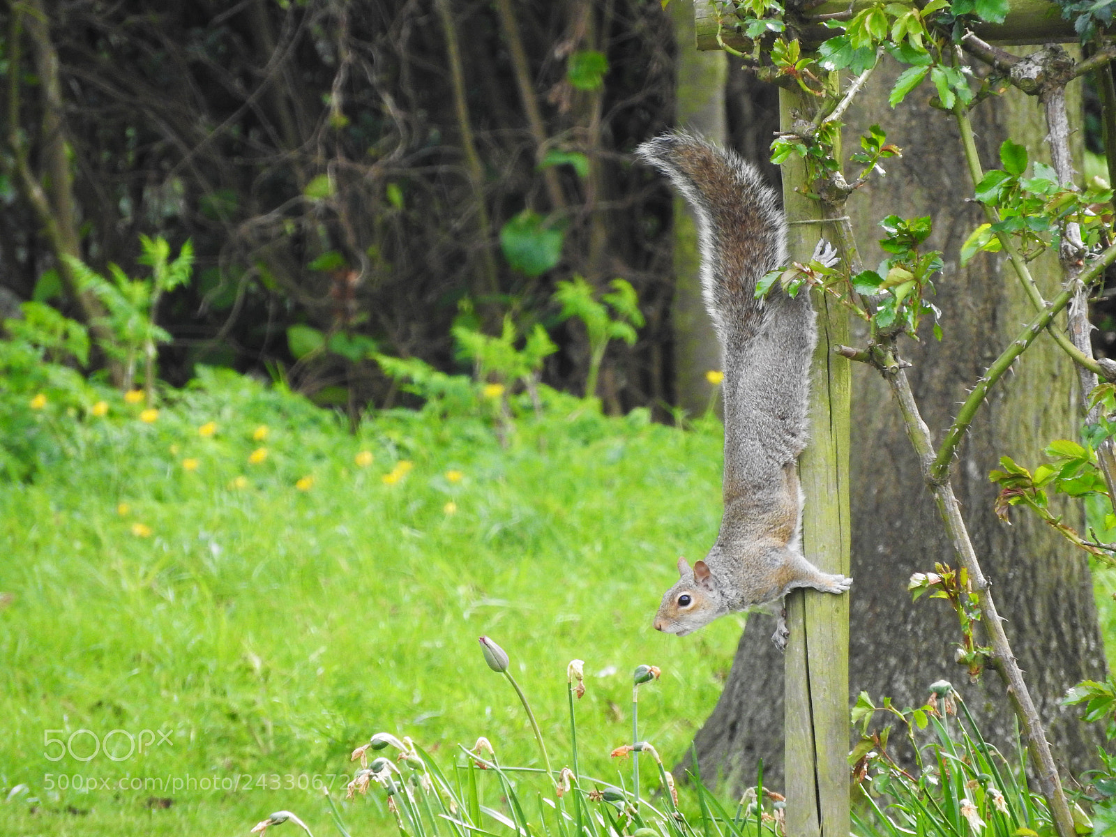 Nikon Coolpix P610 sample photo. Squirrel in regent park photography
