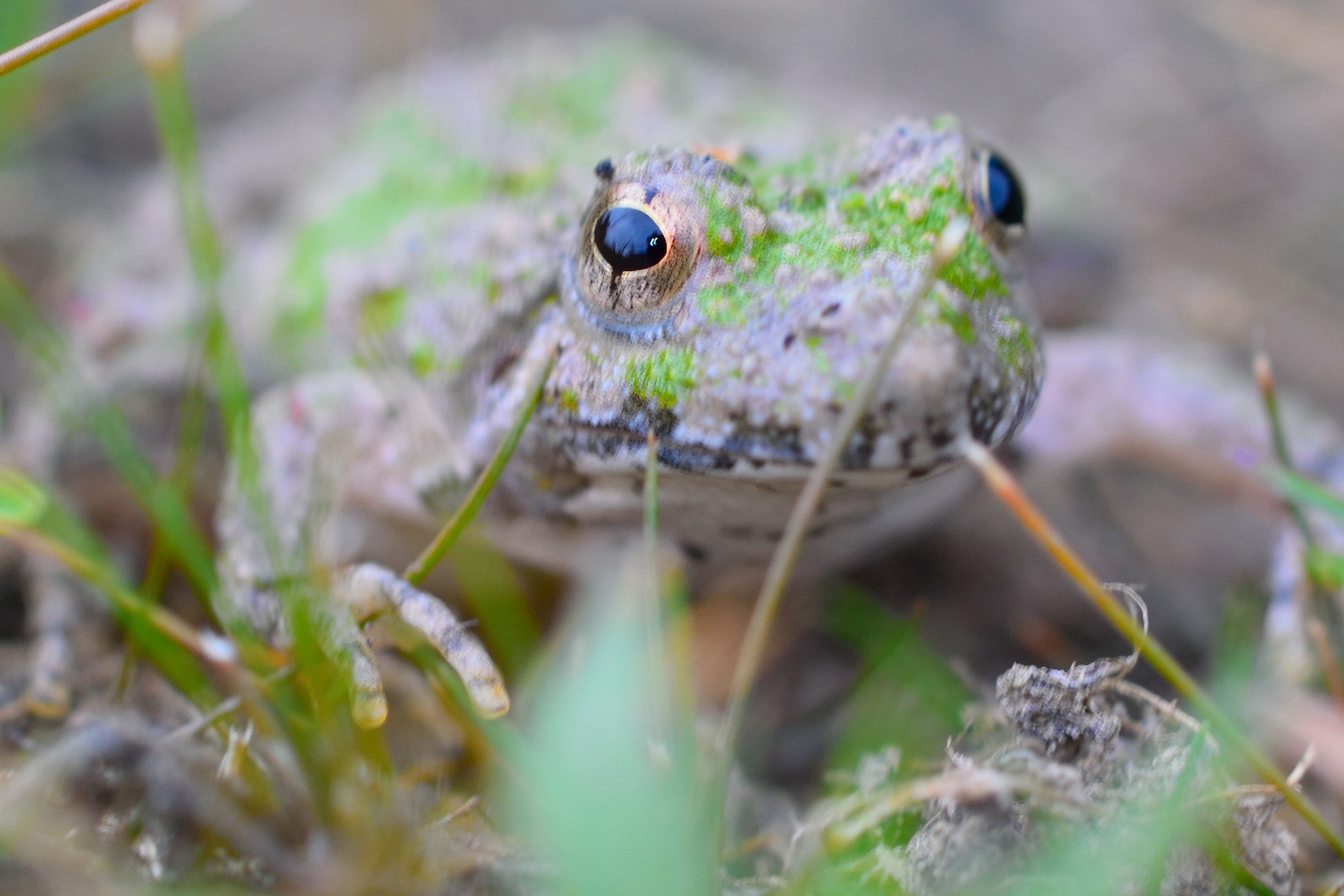 Nikon AF-S Micro-Nikkor 60mm F2.8G ED sample photo. Cricket frog photography