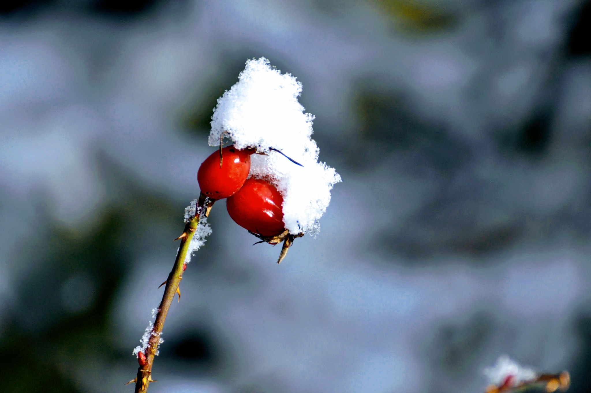 Nikon D90 sample photo. Winter vs autumn fight photography