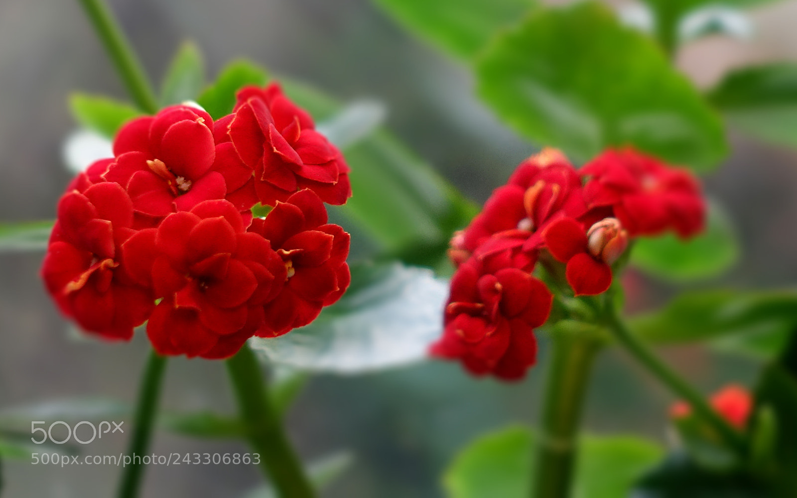 Sony Cyber-shot DSC-RX100 III sample photo. Kalanchoe blossfeldiana photography