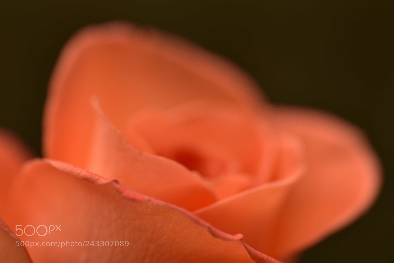 Nikon D5500 sample photo. Rose photography