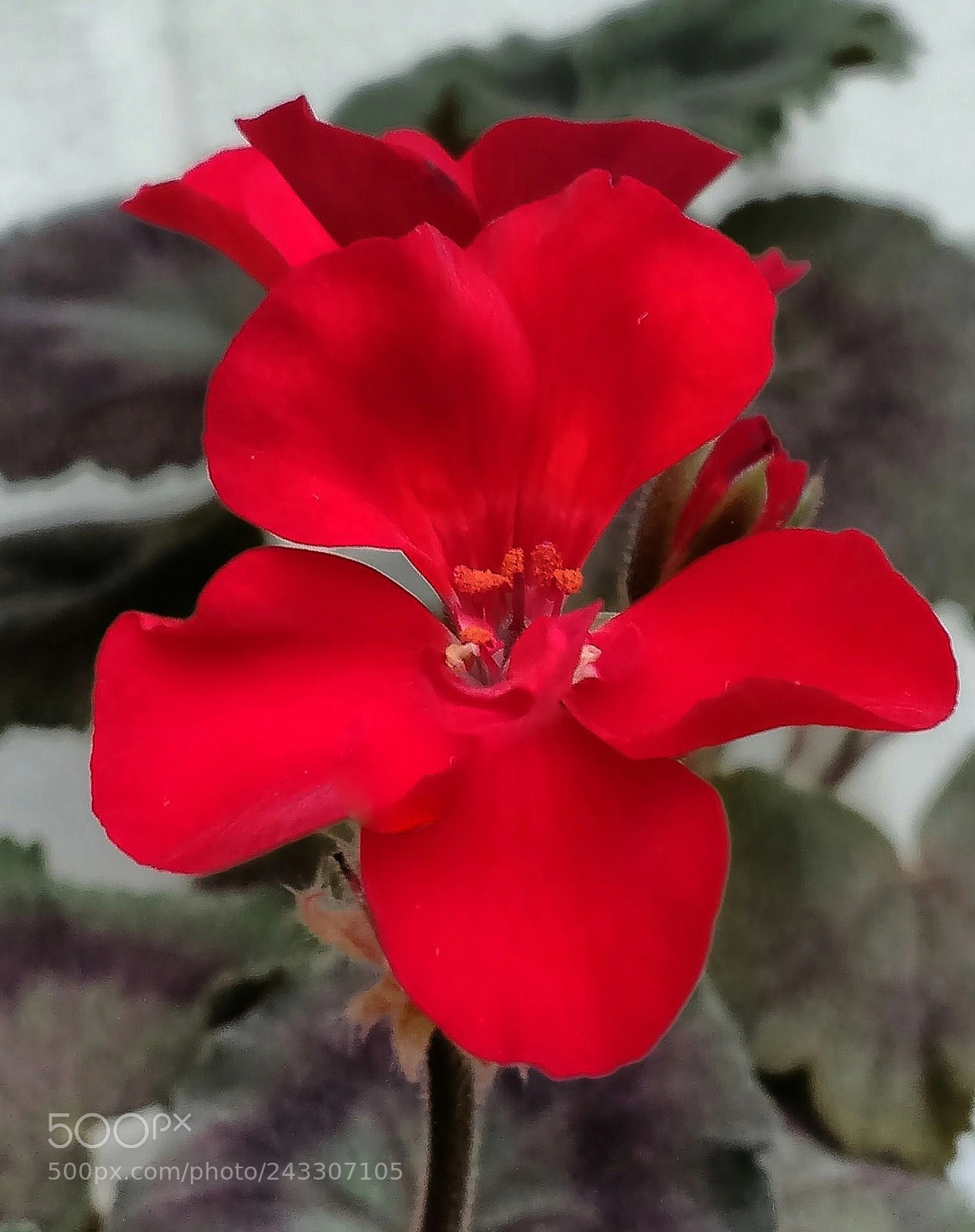 Motorola MotoG3 sample photo. Red petals photography