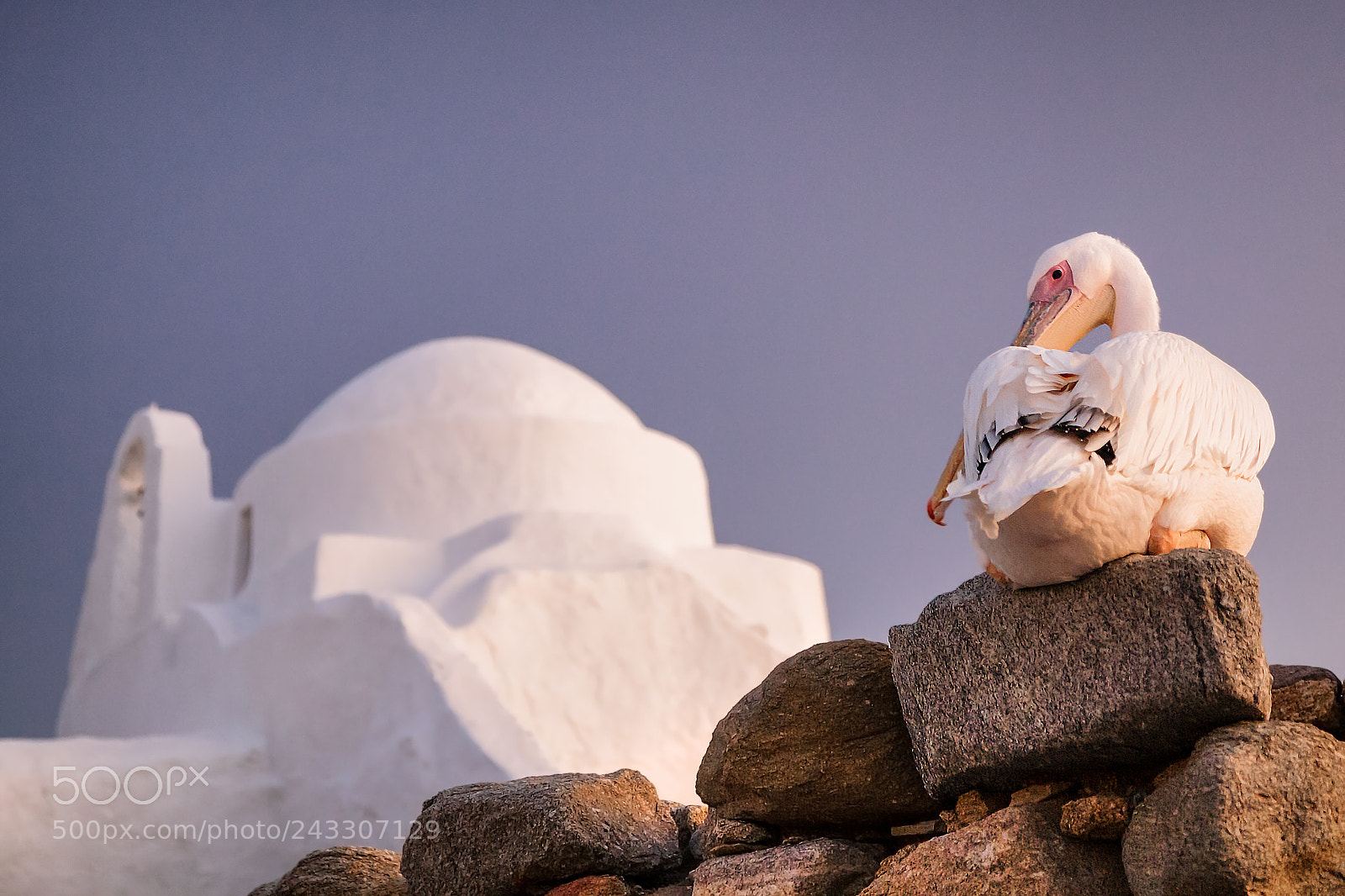Canon EOS 5D sample photo. Mykonos pelican photography