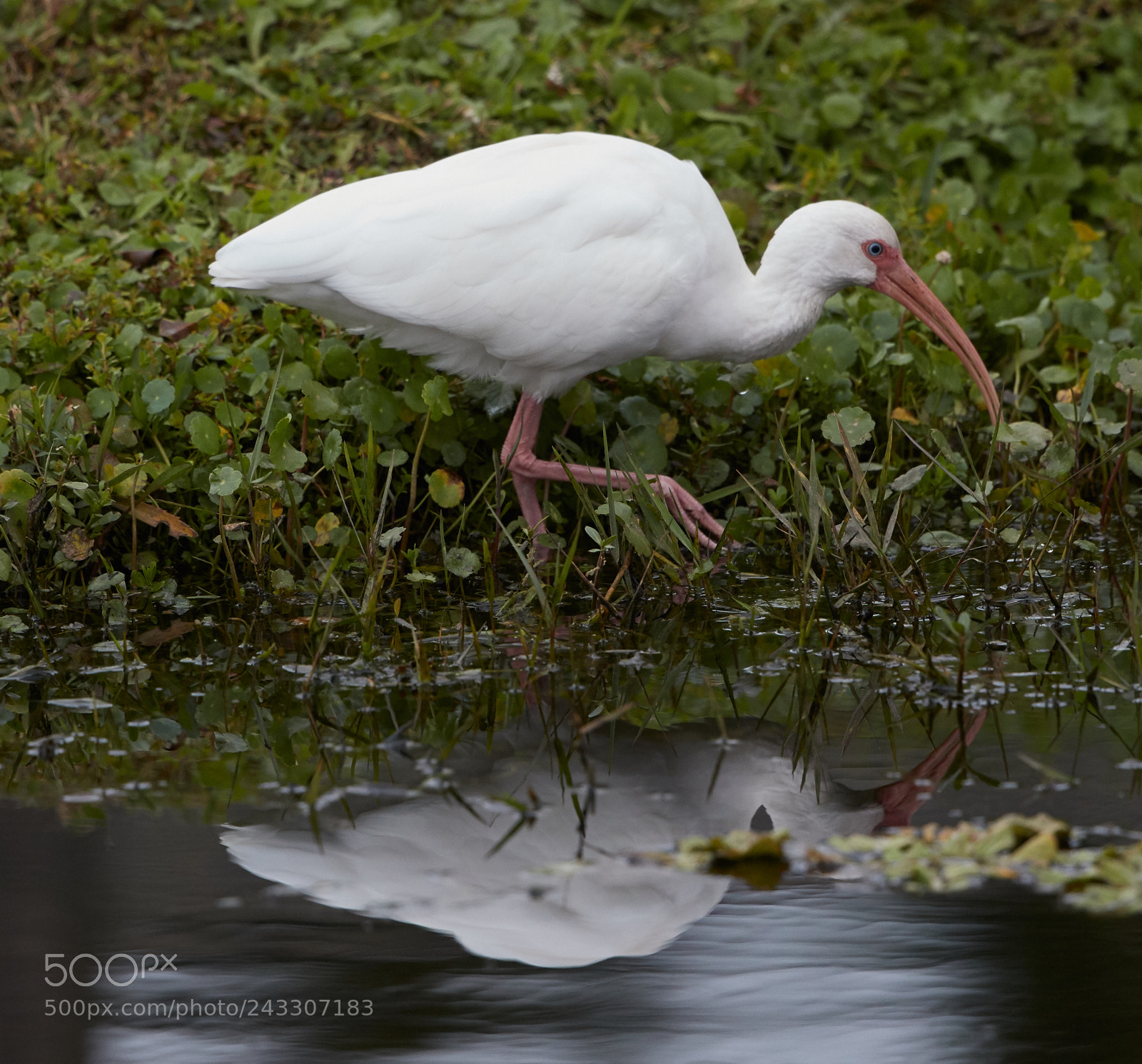 Canon EOS-1D X Mark II sample photo. 01-21-18-0000284.jpg photography