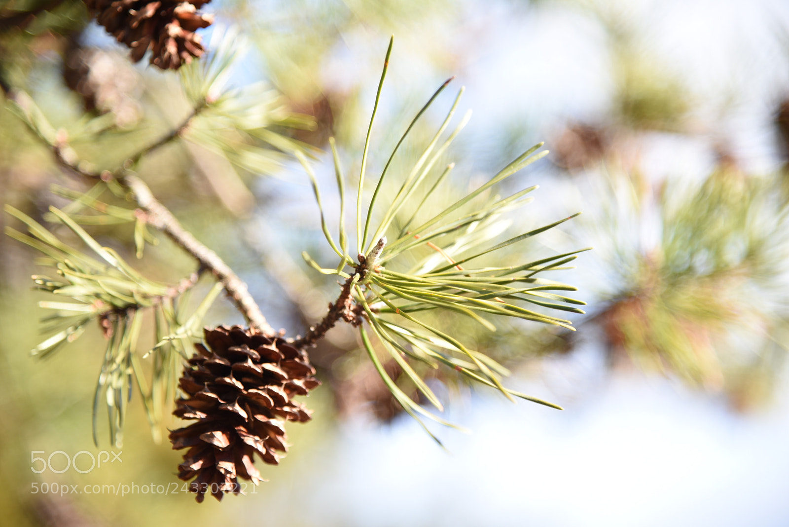 Nikon AF-S Nikkor 24-120mm F4G ED VR sample photo. Pinecone photography