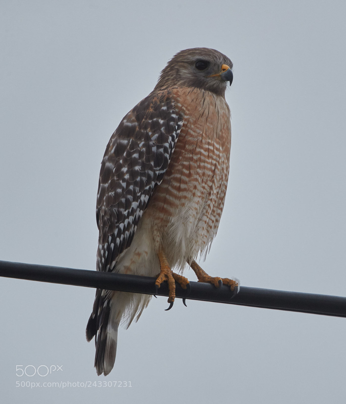 Canon EOS-1D X Mark II sample photo. 01-21-18-0000283.jpg photography