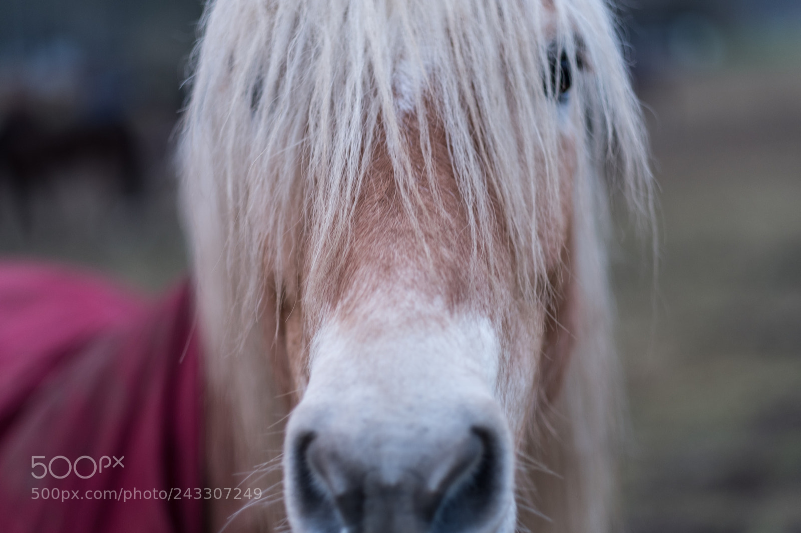 Fujifilm X-T2 sample photo. Horse hair photography