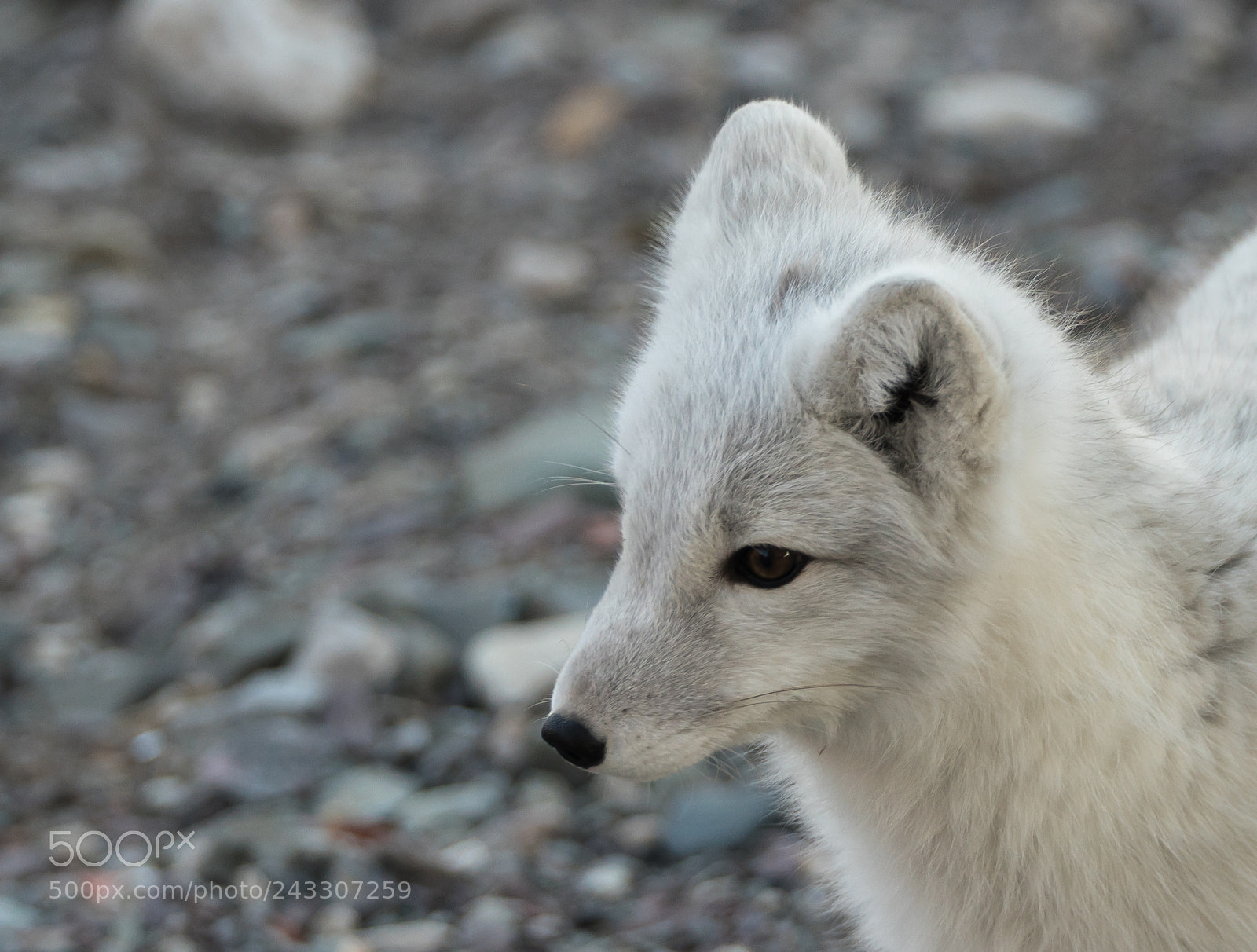 Sony a7R sample photo. Polar fox, portrait photography
