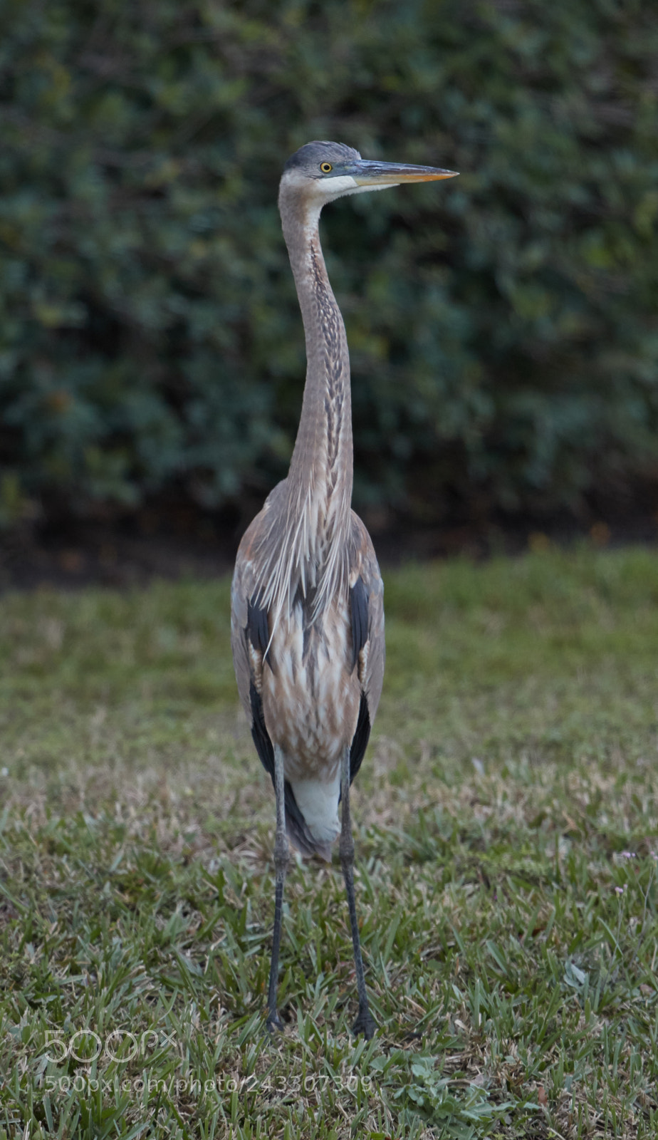 Canon EOS-1D X Mark II sample photo. 01-21-18-0000273.jpg photography