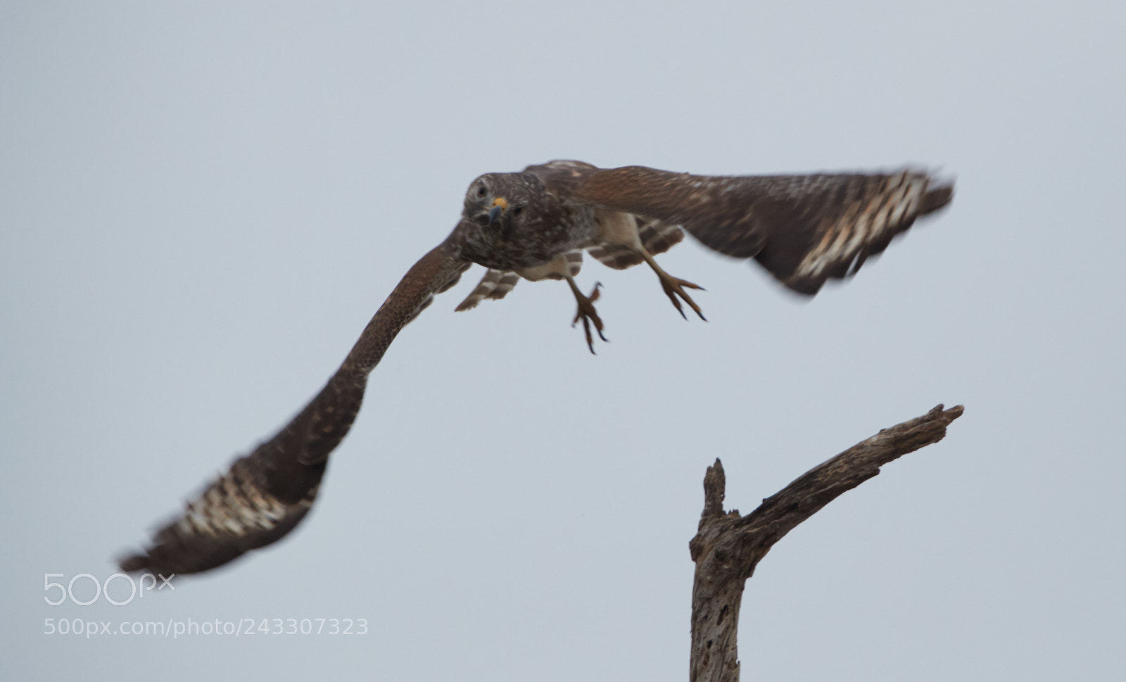 Canon EOS-1D X Mark II sample photo. 01-21-18-0000269 1.jpg photography