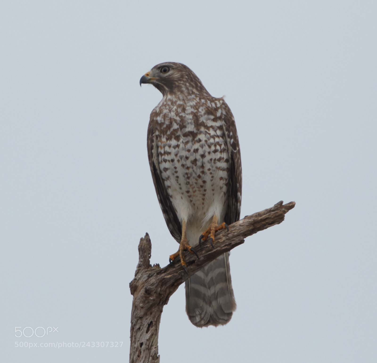 Canon EOS-1D X Mark II sample photo. 01-21-18-0000270 1.jpg photography