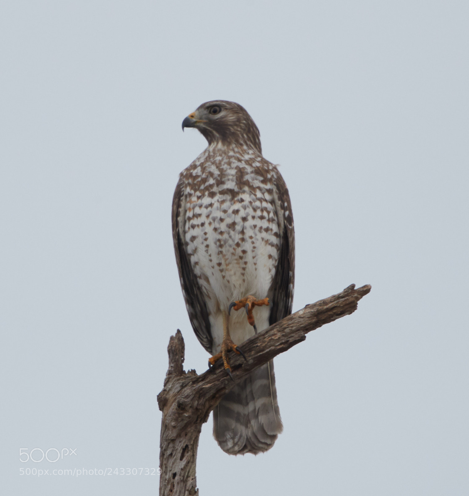 Canon EOS-1D X Mark II sample photo. 01-21-18-0000271 1.jpg photography