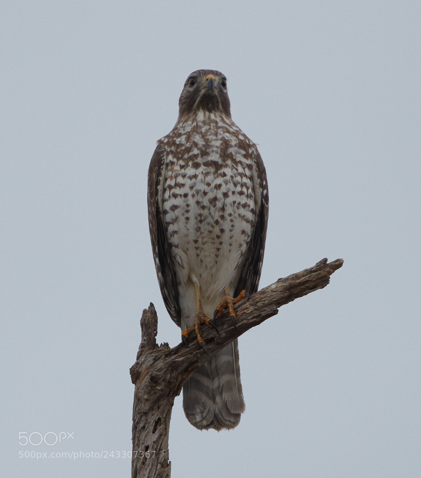Canon EOS-1D X Mark II sample photo. 01-21-18-0000272.jpg photography