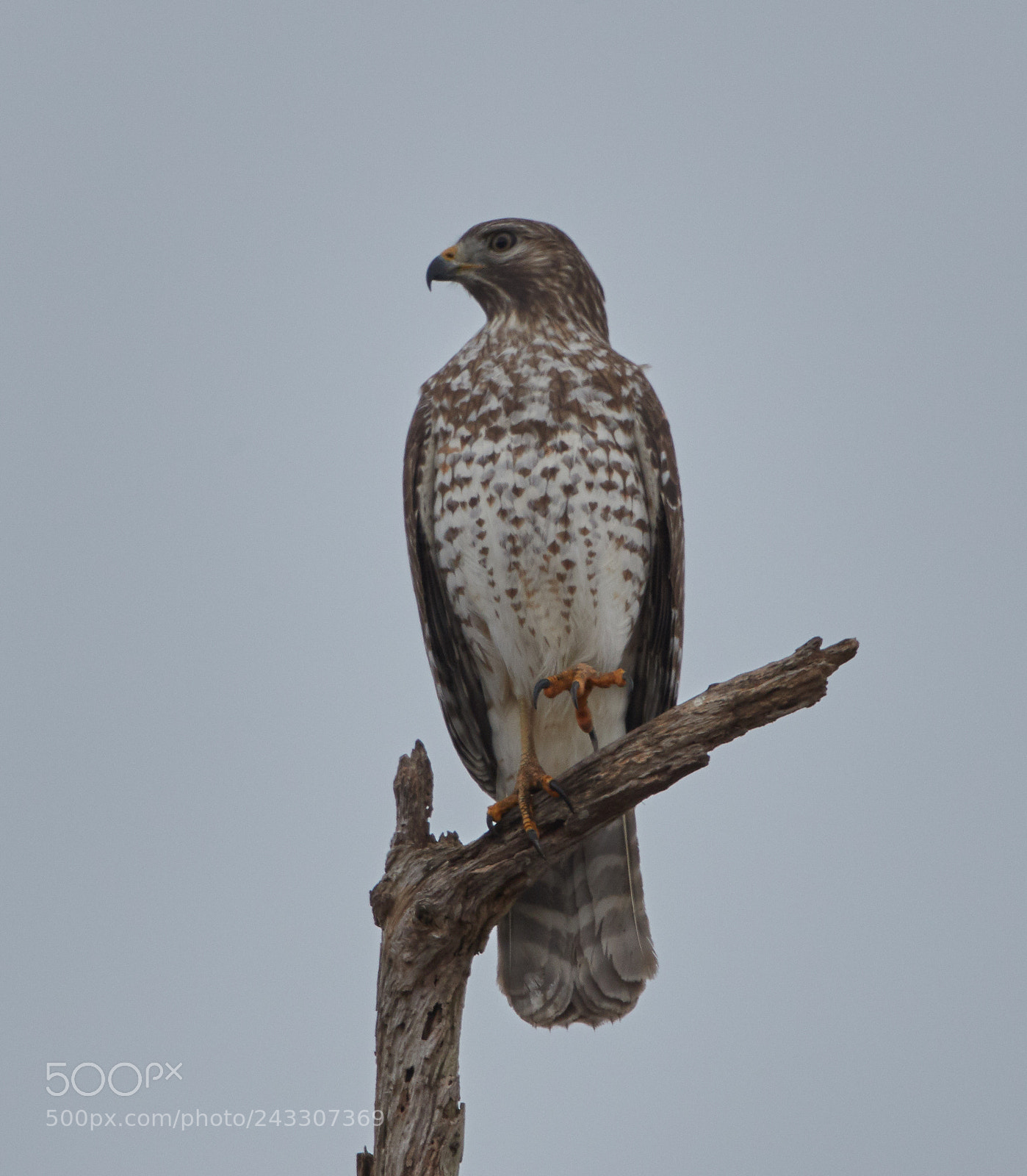 Canon EOS-1D X Mark II sample photo. 01-21-18-0000271.jpg photography