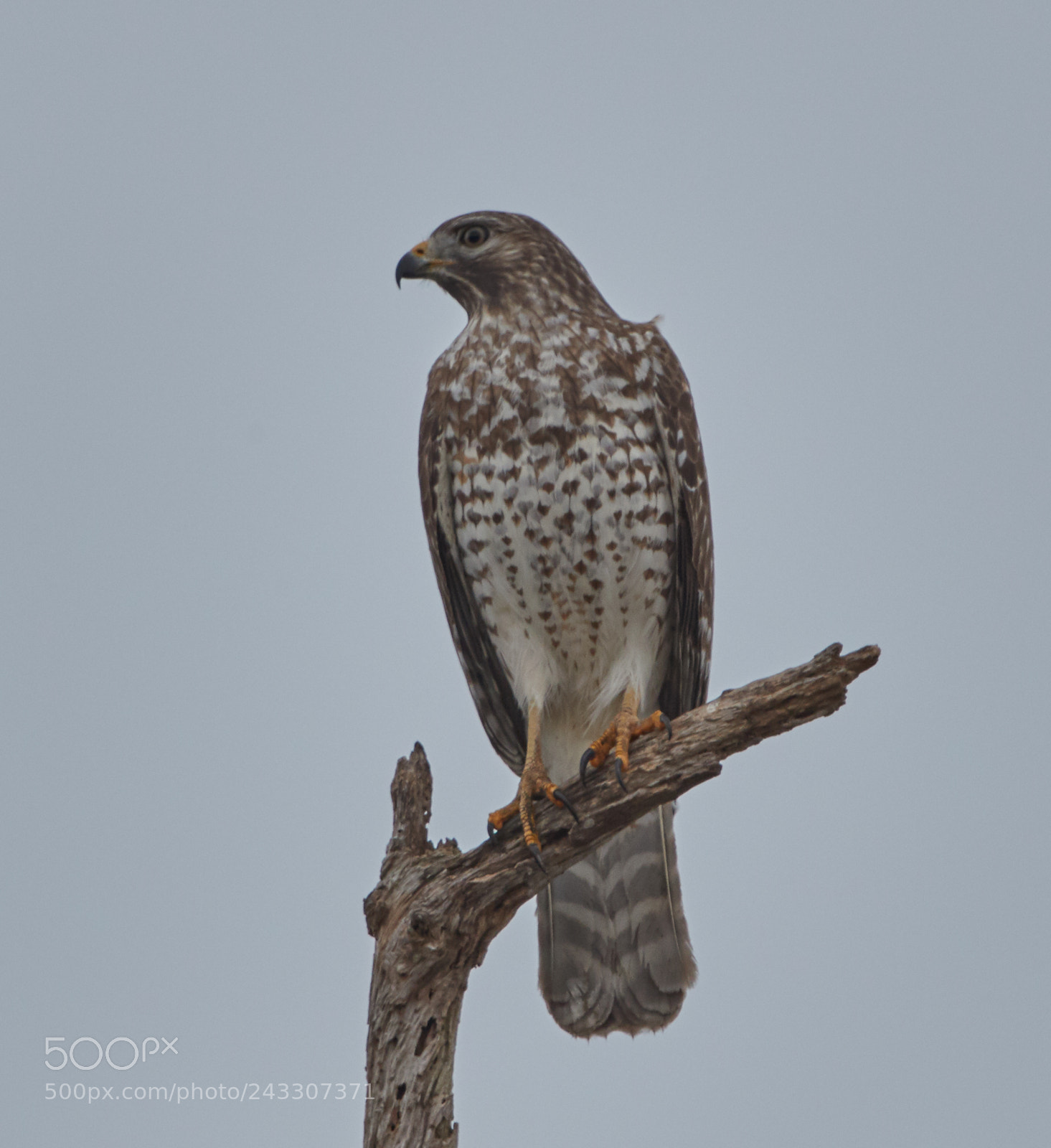 Canon EOS-1D X Mark II sample photo. 01-21-18-0000270.jpg photography