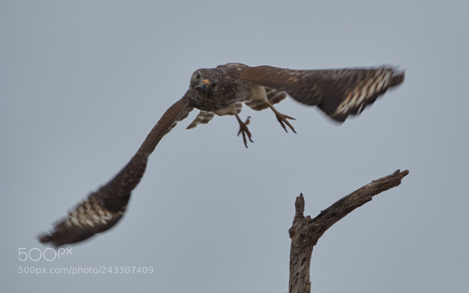 Canon EOS-1D X Mark II sample photo. 01-21-18-0000269.jpg photography