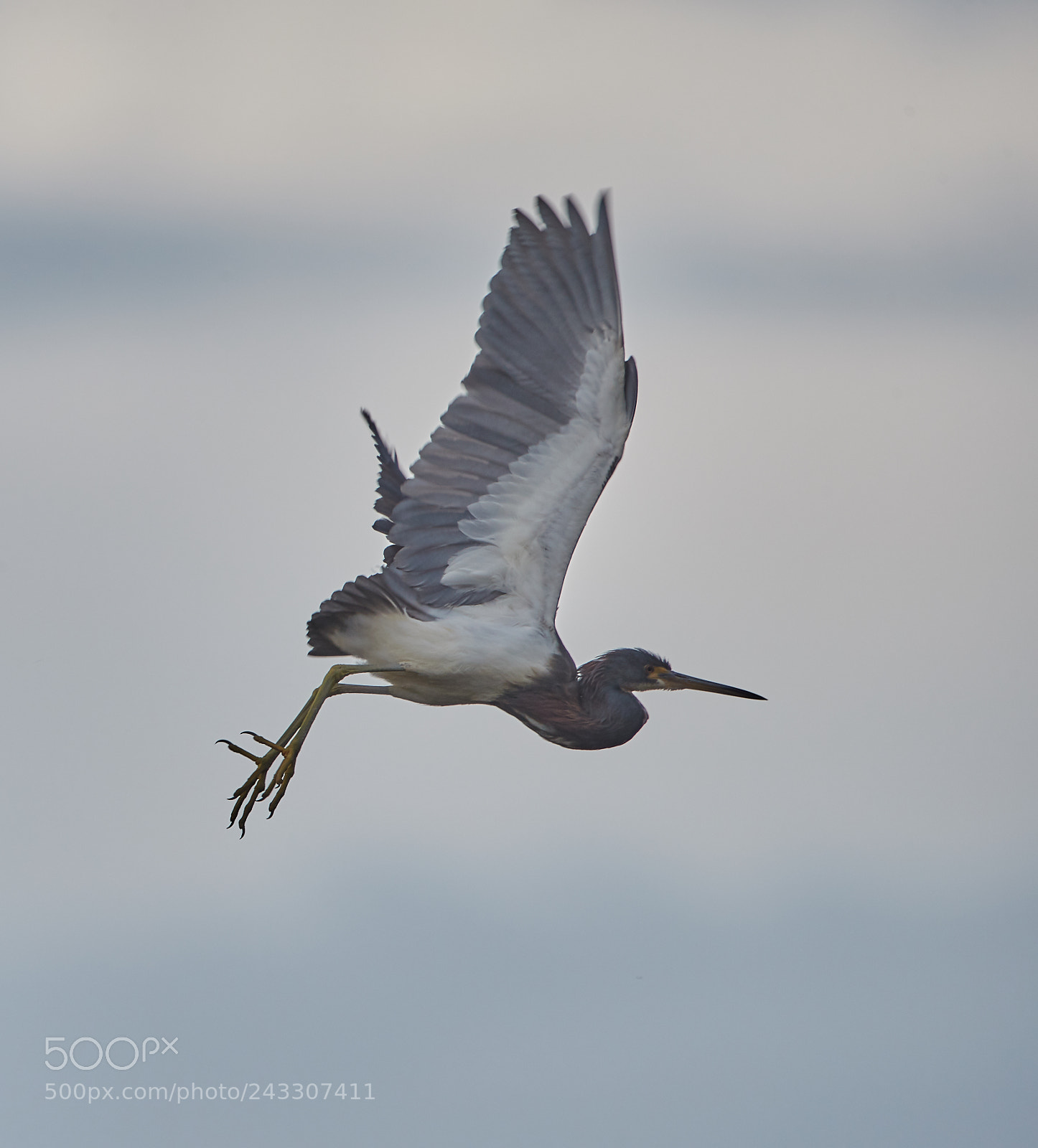 Canon EOS-1D X Mark II sample photo. 01-21-18-0000251.jpg photography