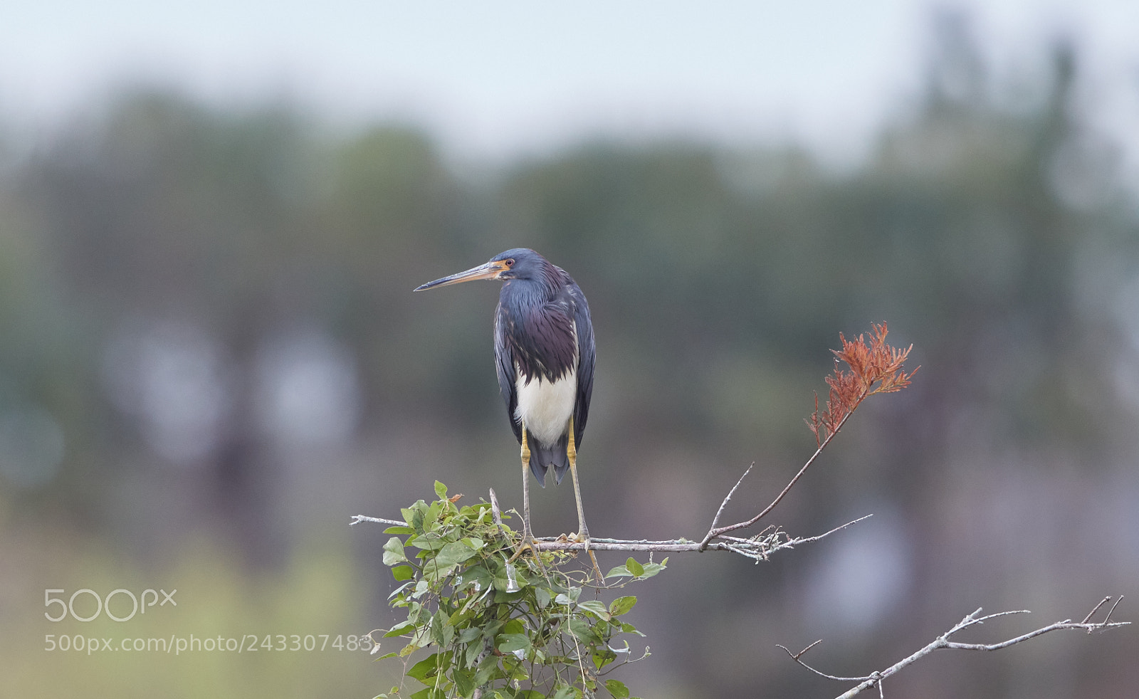 Canon EOS-1D X Mark II sample photo. 01-21-18-0000197 1.jpg photography