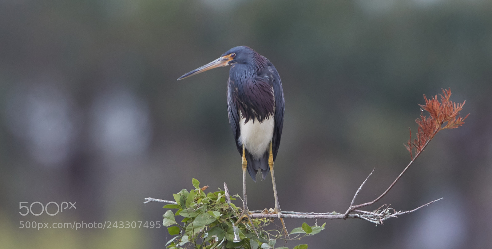 Canon EOS-1D X Mark II sample photo. 01-21-18-0000198.jpg photography