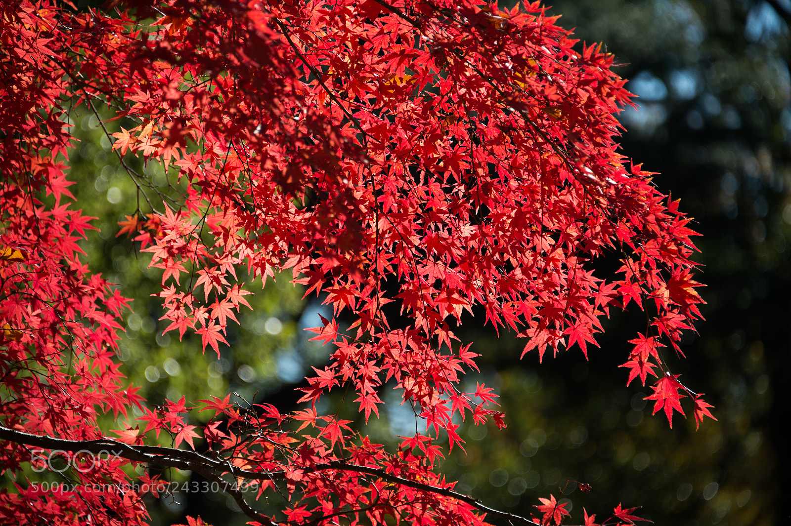 Nikon Df sample photo. Tokyo, japan photography