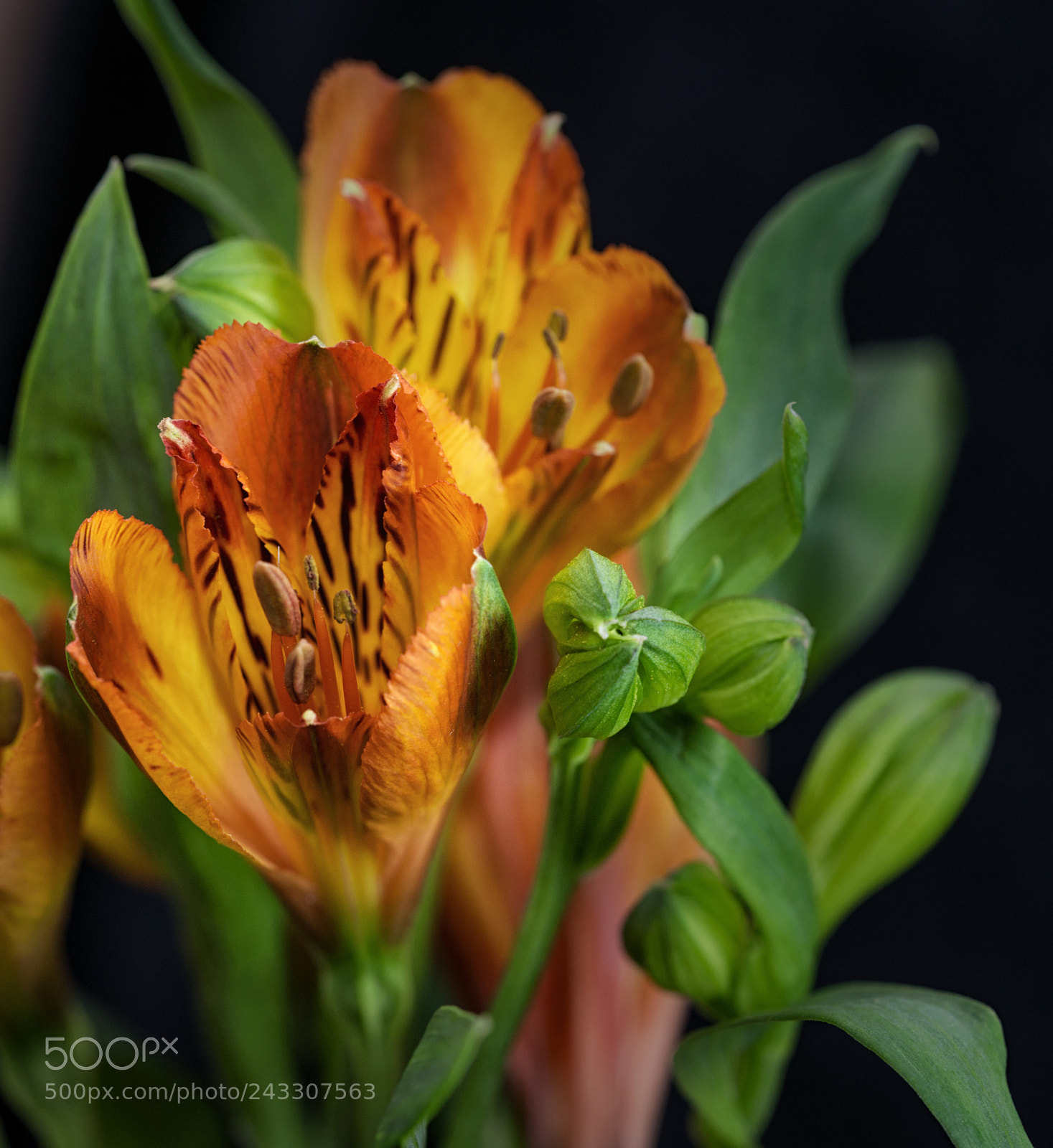 Nikon D800 sample photo. Flo photography