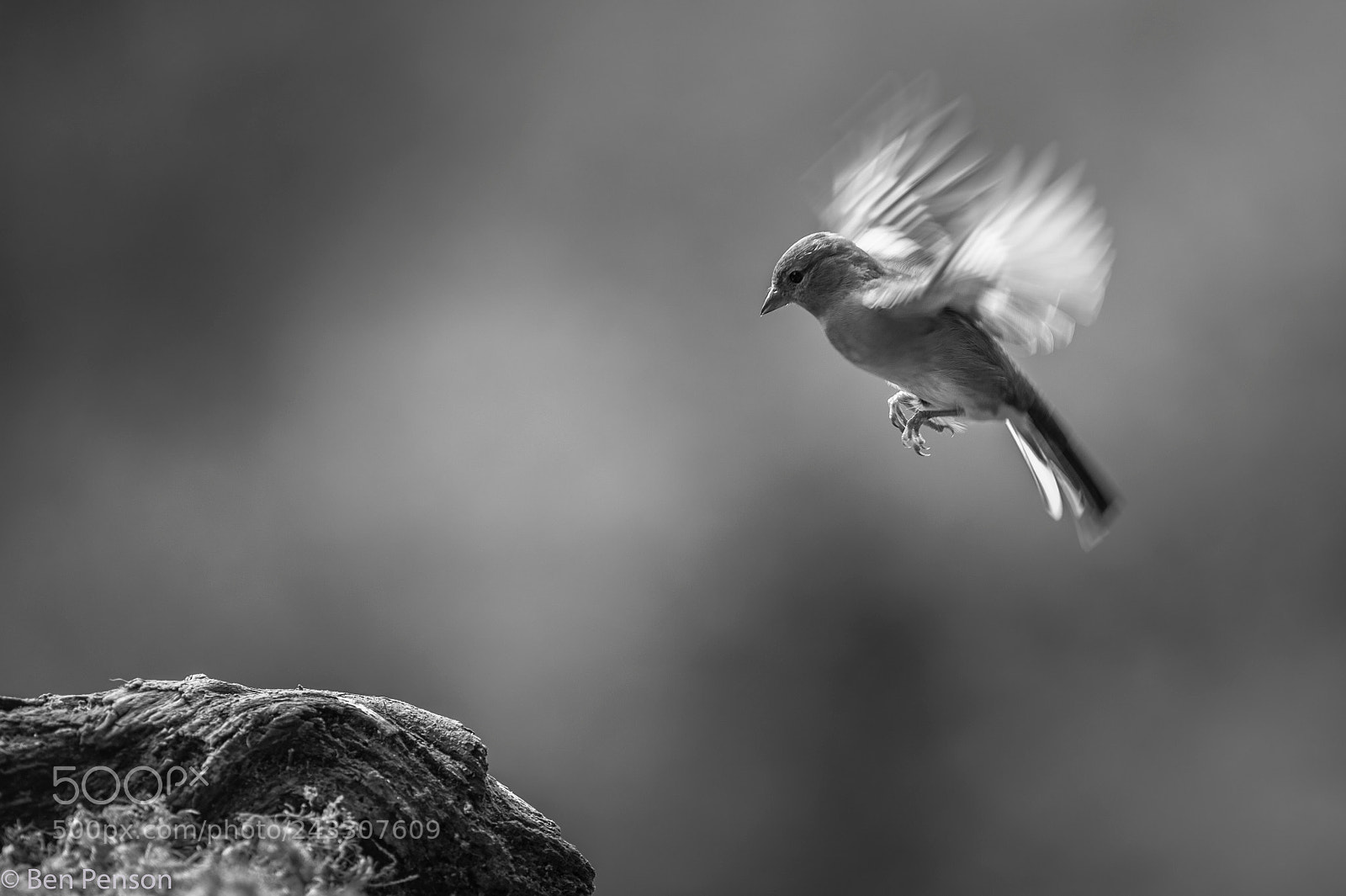 Nikon D4 sample photo. Hover photography