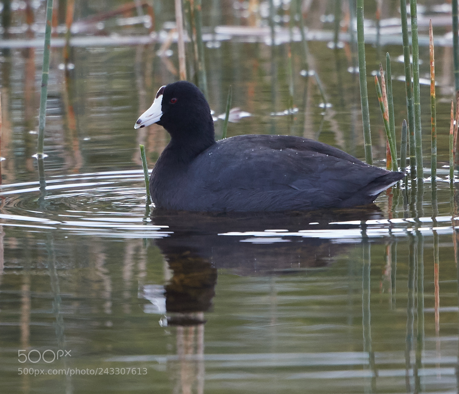 Canon EOS-1D X Mark II sample photo. 01-21-18-0000052.jpg photography