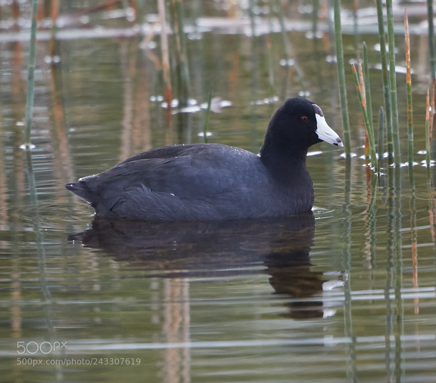 Canon EOS-1D X Mark II sample photo. 01-21-18-0000051.jpg photography