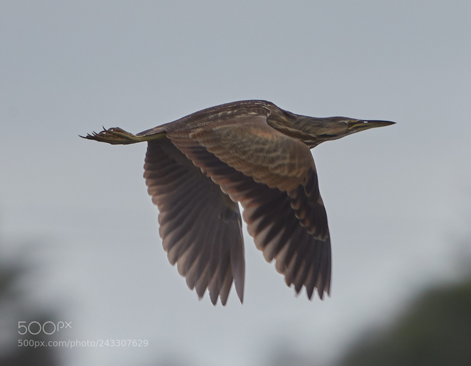 Canon EOS-1D X Mark II sample photo. 01-21-18-0000035 1.jpg photography