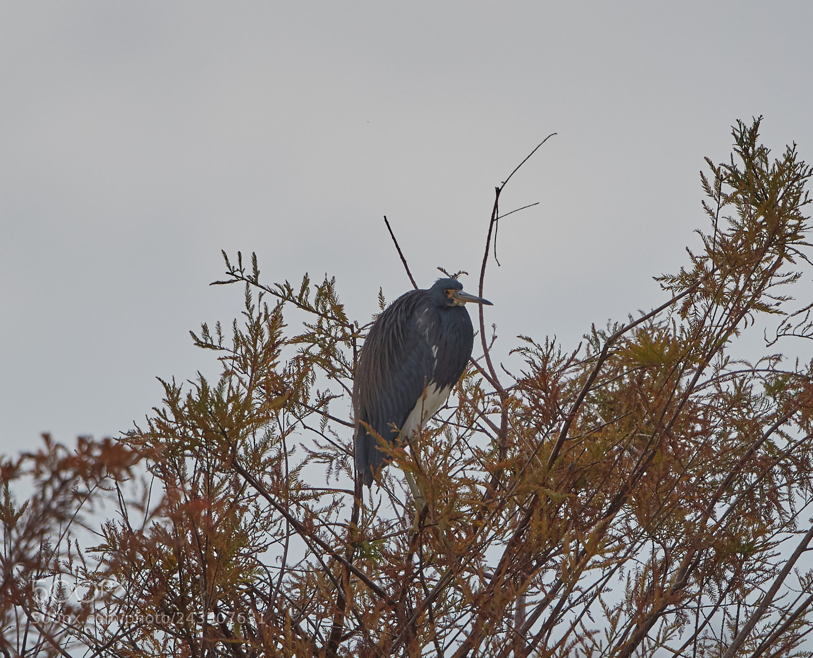 Canon EOS-1D X Mark II sample photo. 01-21-18-0000036.jpg photography