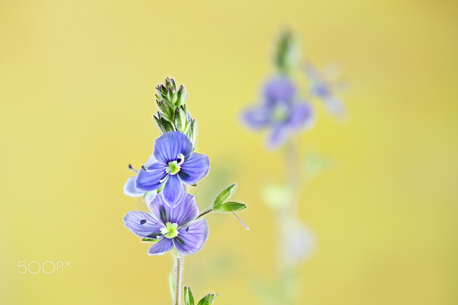 Canon EF 100mm F2.8L Macro IS USM sample photo. Germander speedwell photography