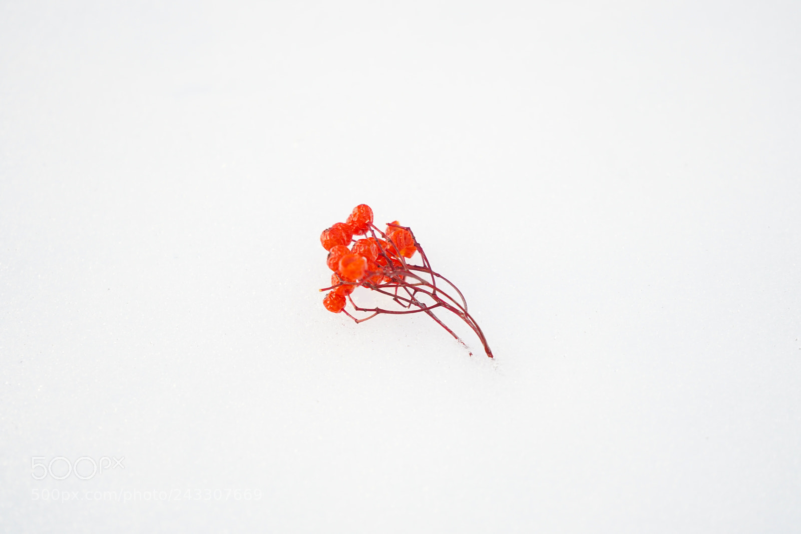 Sony a7 II sample photo. Red fruit on the photography